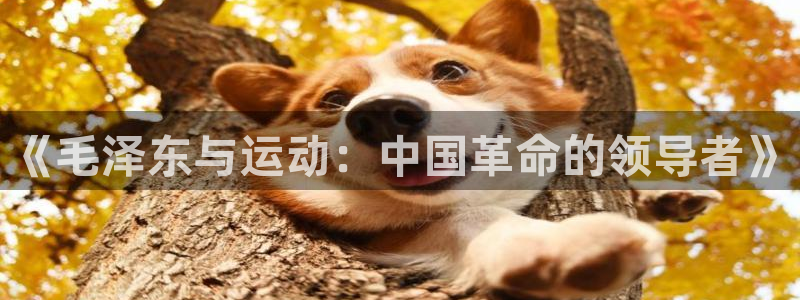 球客岛